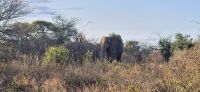 268 Elefanten in Tsavo West &ndash; &copy; Susanne Schirmann (Eberhardt TRAVEL)