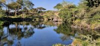 272 Mzima Springs &ndash; &copy; Susanne Schirmann (Eberhardt TRAVEL)