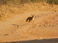 275 Schakal &ndash; &copy; Susanne Schirmann (Eberhardt TRAVEL)