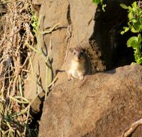 276 Klippschliefer &ndash; &copy; Susanne Schirmann (Eberhardt TRAVEL)