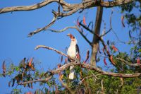 278 Toko &ndash; &copy; Susanne Schirmann (Eberhardt TRAVEL)