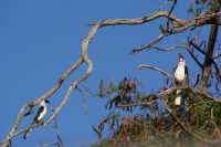 279 Tokos am Morgen &ndash; &copy; Susanne Schirmann (Eberhardt TRAVEL)