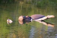 280 Hippo am Morgen &ndash; &copy; Susanne Schirmann (Eberhardt TRAVEL)