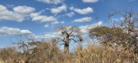 285 Baobab Baum &ndash; &copy; Susanne Schirmann (Eberhardt TRAVEL)