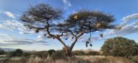 287 Webervogelnester &ndash; &copy; Susanne Schirmann (Eberhardt TRAVEL)