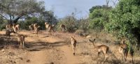 299 Impalaherde &ndash; &copy; Susanne Schirmann (Eberhardt TRAVEL)