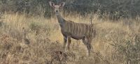 301 Kudu Kuh &ndash; &copy; Susanne Schirmann (Eberhardt TRAVEL)