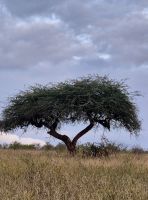 318 herrliche Akazien &ndash; &copy; Susanne Schirmann (Eberhardt TRAVEL)