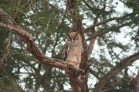 326 Milchuhu &ndash; &copy; Susanne Schirmann (Eberhardt TRAVEL)