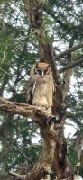 329 Milchuhu &ndash; &copy; Susanne Schirmann (Eberhardt TRAVEL)