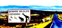 331 Achtung Wildwechsel &ndash; &copy; Susanne Schirmann (Eberhardt TRAVEL)