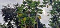 332 Papaya &ndash; &copy; Susanne Schirmann (Eberhardt TRAVEL)