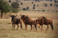 340 Gnus Lumo Schutzgebiet &ndash; &copy; Susanne Schirmann (Eberhardt TRAVEL)