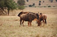 341 Gnus Lumo Schutzgebiet &ndash; &copy; Susanne Schirmann (Eberhardt TRAVEL)