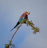 343 Gabelracke &ndash; &copy; Susanne Schirmann (Eberhardt TRAVEL)