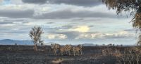 345 Zebras auf verbranntem Grund &ndash; &copy; Susanne Schirmann (Eberhardt TRAVEL)