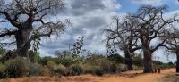 360 herrliche Baobabs &ndash; &copy; Susanne Schirmann (Eberhardt TRAVEL)