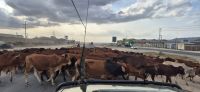 363 Stau auf der Autobahn kurz vor Nairobi &ndash; &copy; Susanne Schirmann (Eberhardt TRAVEL)