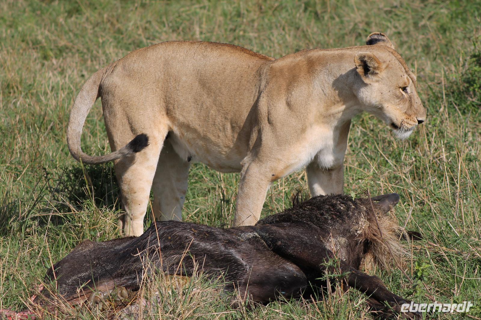 Masai Mara - Löwin mit Frühstück &ndash; &copy; Isabel Braksiek (Eberhardt TRAVEL)
