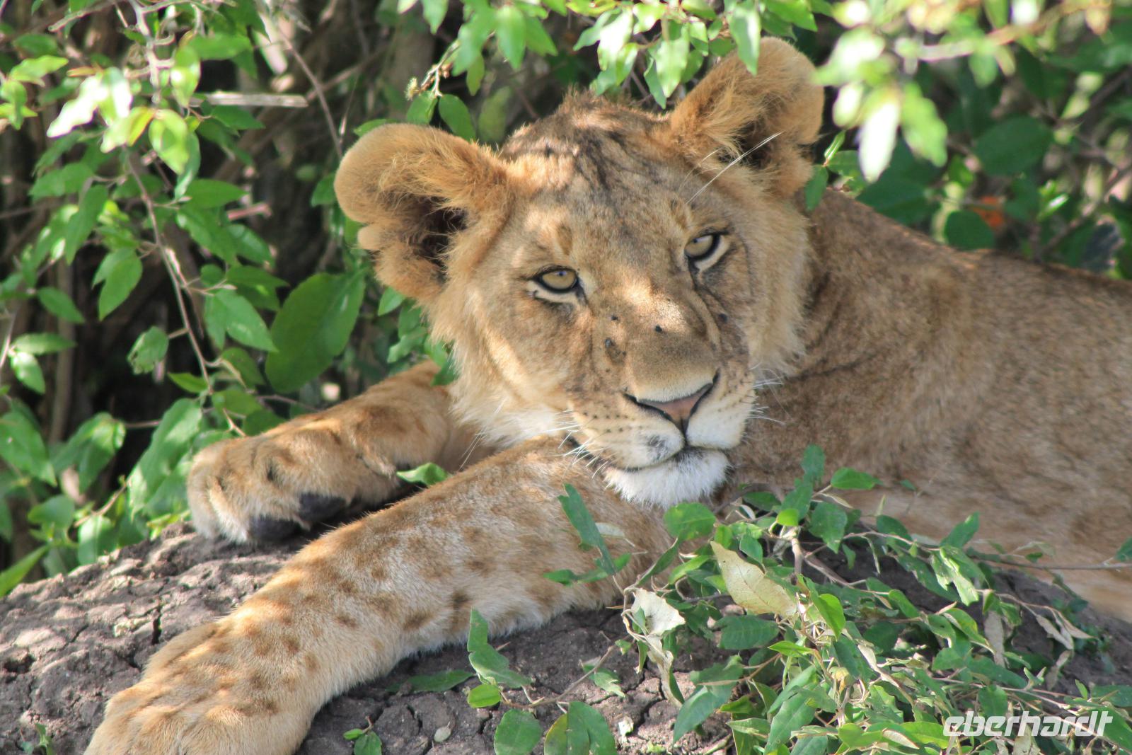 Masai Mara - Löwenjunges &ndash; &copy; Isabel Braksiek (Eberhardt TRAVEL)