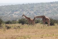 Solio Reservat &ndash; &copy; Isabel Braksiek (Eberhardt TRAVEL)
