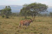 Nakuru Nationalpark - Elanantilope &ndash; &copy; Isabel Braksiek (Eberhardt TRAVEL)