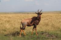 Masai Mara - Topi &ndash; &copy; Isabel Braksiek (Eberhardt TRAVEL)
