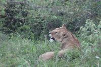Masai Mara - Löwendame &ndash; &copy; Isabel Braksiek (Eberhardt TRAVEL)
