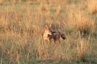 Masai Mara - Schakal &ndash; &copy; Isabel Braksiek (Eberhardt TRAVEL)
