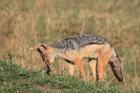 Masai Mara - Schakal &ndash; &copy; Isabel Braksiek (Eberhardt TRAVEL)