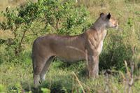 Masai Mara - Löwendame &ndash; &copy; Isabel Braksiek (Eberhardt TRAVEL)