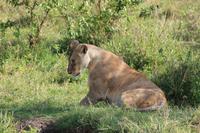 Masai Mara - Löwendame &ndash; &copy; Isabel Braksiek (Eberhardt TRAVEL)