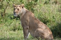 Masai Mara - Löwendame &ndash; &copy; Isabel Braksiek (Eberhardt TRAVEL)
