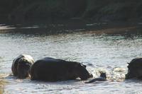 Masai Mara - Hippopool &ndash; &copy; Isabel Braksiek (Eberhardt TRAVEL)