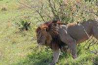 Masai Mara - Löwenmännchen &ndash; &copy; Isabel Braksiek (Eberhardt TRAVEL)