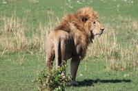 Masai Mara - Löwenmännchen &ndash; &copy; Isabel Braksiek (Eberhardt TRAVEL)