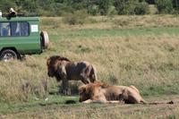 Masai Mara - Löwenmännchen &ndash; &copy; Isabel Braksiek (Eberhardt TRAVEL)