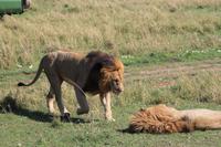 Masai Mara - Löwenmännchen &ndash; &copy; Isabel Braksiek (Eberhardt TRAVEL)