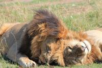 Masai Mara - Löwenmännchen &ndash; &copy; Isabel Braksiek (Eberhardt TRAVEL)