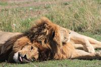 Masai Mara - Löwenmännchen &ndash; &copy; Isabel Braksiek (Eberhardt TRAVEL)