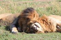 Masai Mara - Löwenmännchen &ndash; &copy; Isabel Braksiek (Eberhardt TRAVEL)