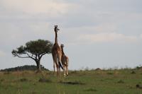 Masai Mara &ndash; &copy; Isabel Braksiek (Eberhardt TRAVEL)