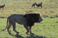 Masai Mara - Löwenmännchen  &ndash; &copy; Isabel Braksiek (Eberhardt TRAVEL)