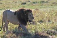 Masai Mara - Löwenmännchen &ndash; &copy; Isabel Braksiek (Eberhardt TRAVEL)