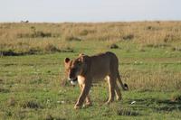 Masai Mara - Löwendame &ndash; &copy; Isabel Braksiek (Eberhardt TRAVEL)