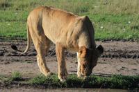 Masai Mara - Löwendame  &ndash; &copy; Isabel Braksiek (Eberhardt TRAVEL)