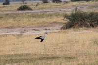 Amboseli Nationalpark - Sekretär &ndash; &copy; Isabel Braksiek (Eberhardt TRAVEL)