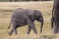 Amboseli Nationalpark - Elefantenjunges &ndash; &copy; Isabel Braksiek (Eberhardt TRAVEL)