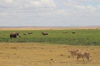 Amboseli Nationalpark - Löwendamen und Elefanten im Sumpf &ndash; &copy; Isabel Braksiek (Eberhardt TRAVEL)
