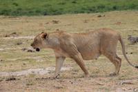 Amboseli Nationalpark - trächtige Löwendame &ndash; &copy; Isabel Braksiek (Eberhardt TRAVEL)